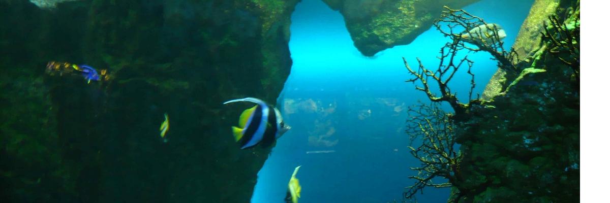 le grand aquarium de saint Malo